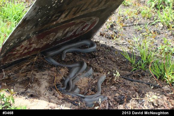 Northern Black Racer