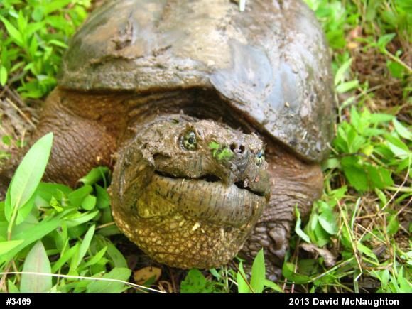 Snapping Turtle