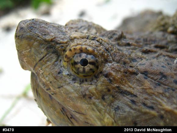 Snapping Turtle