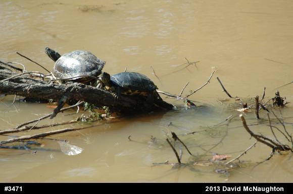 Red-eared Slider