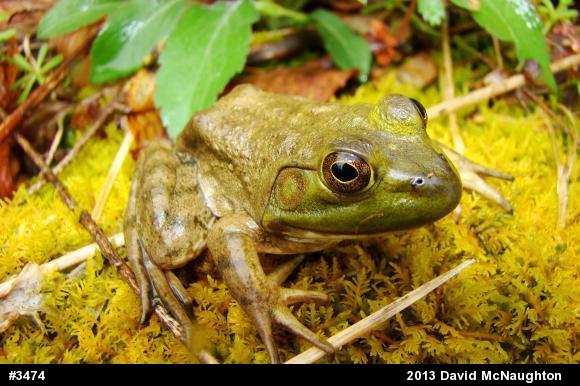 American Bullfrog