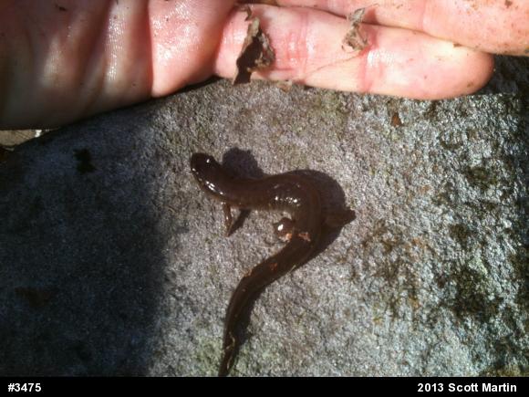 Northern Dusky Salamander