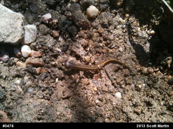 Northern Two-lined Salamander