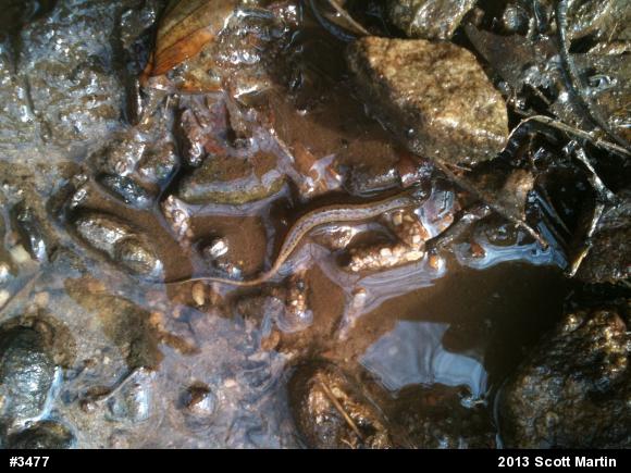 Northern Two-lined Salamander
