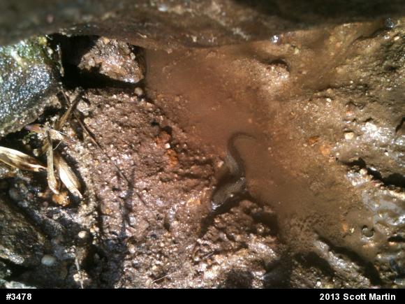 Northern Dusky Salamander