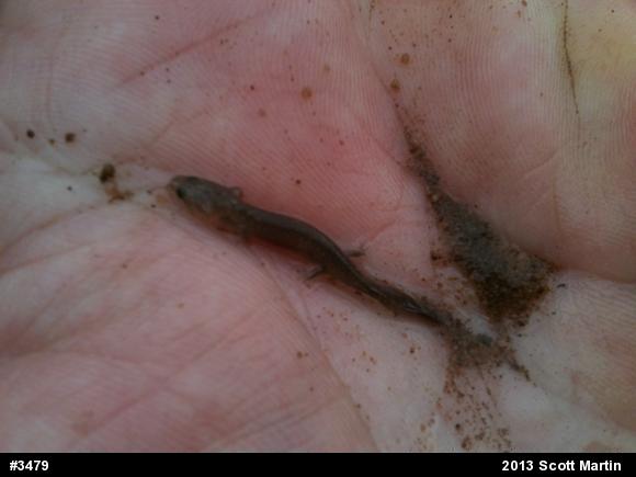 Northern Two-lined Salamander