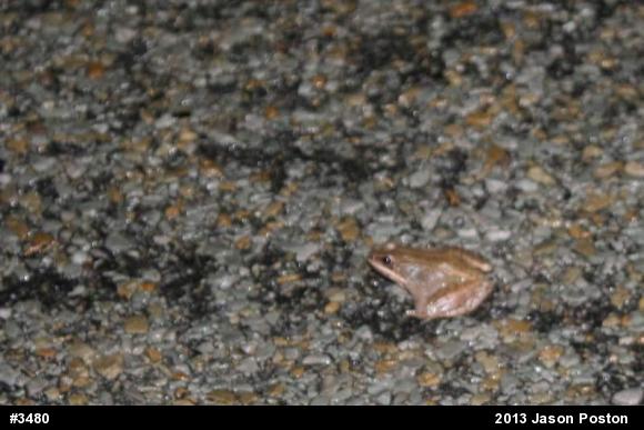 Wood Frog