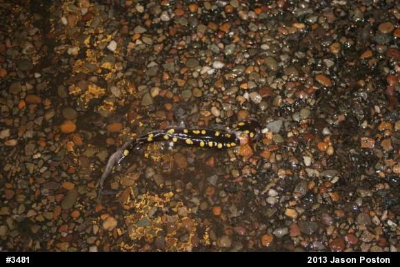 Spotted Salamander