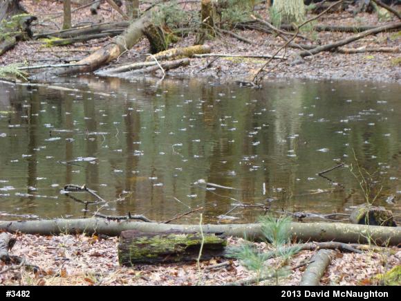 Wood Frog
