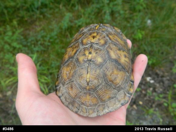 Eastern Box Turtle