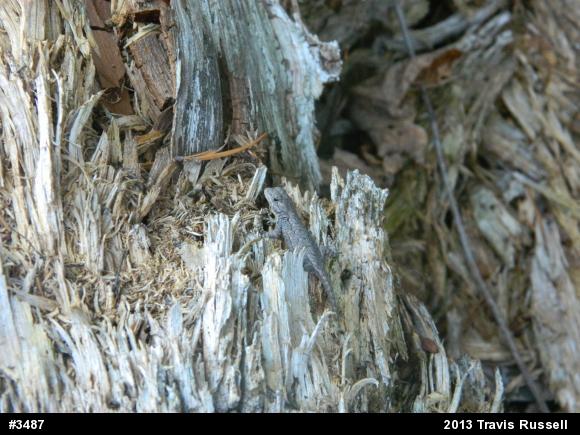 Eastern Fence Lizard