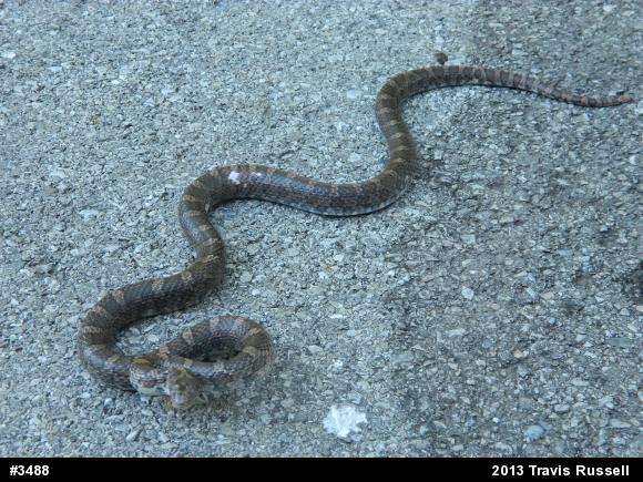 Eastern Milksnake