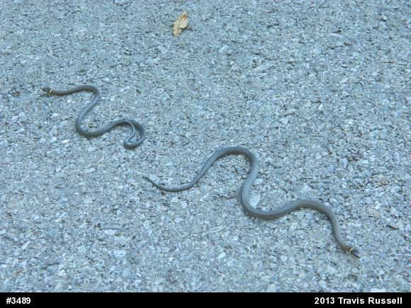 Northern Ring-necked Snake