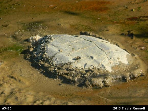 Snapping Turtle