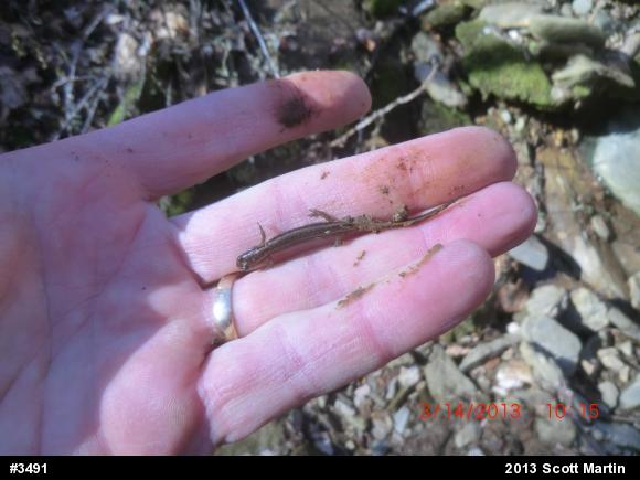Northern Two-lined Salamander