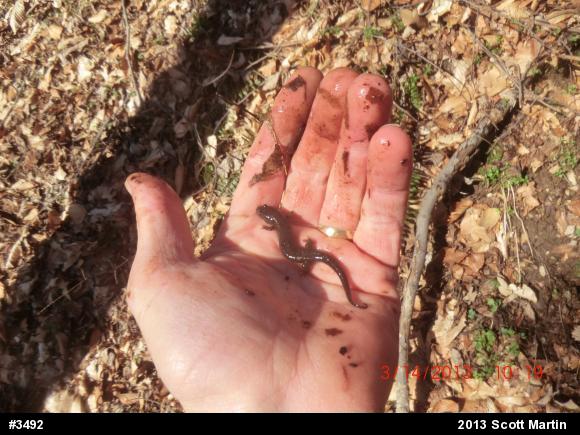 Northern Dusky Salamander