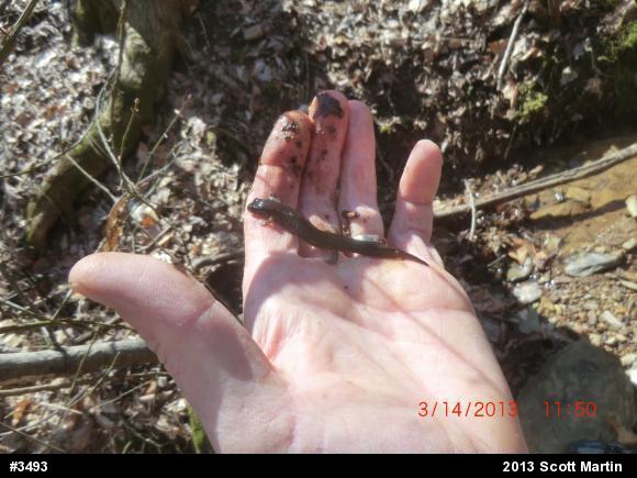 Northern Dusky Salamander