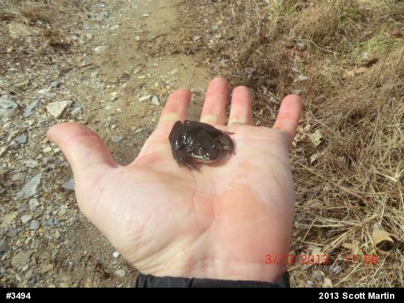 Wood Frog