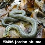 Eastern Gartersnake
