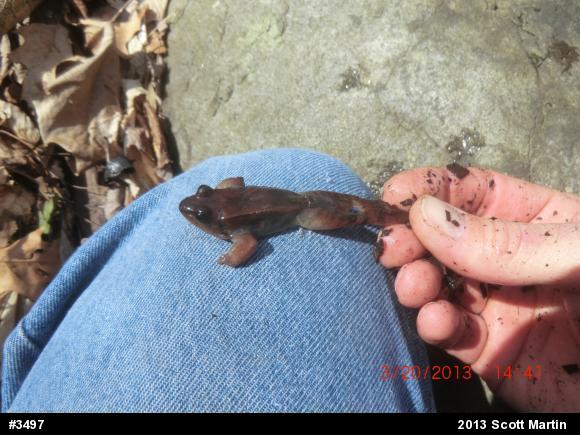 Wood Frog
