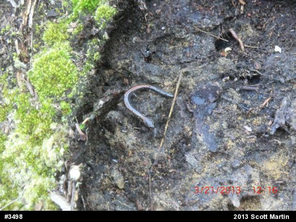Eastern Red-backed  Salamander