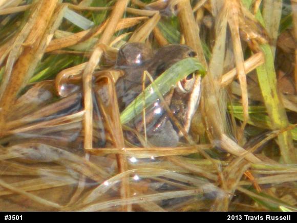 Wood Frog