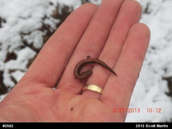 Eastern Red-backed  Salamander