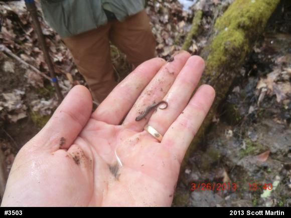 Eastern Red-backed  Salamander