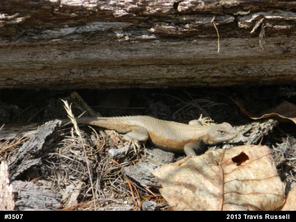 Eastern Fence Lizard