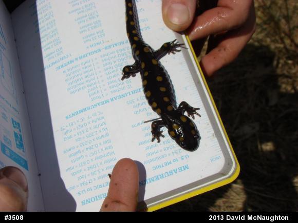 Spotted Salamander