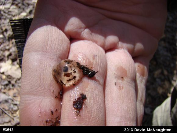Wood Frog