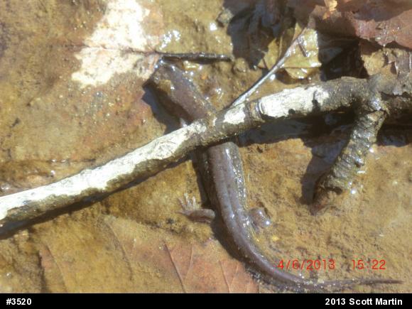 Northern Dusky Salamander