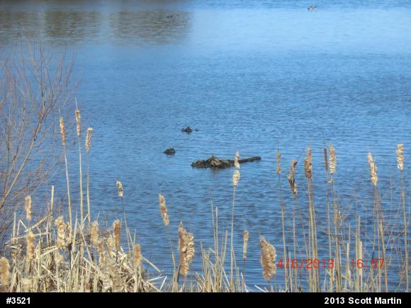 Painted Turtle