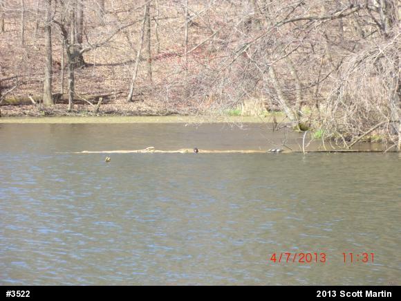 Painted Turtle