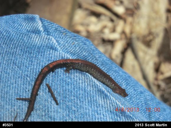 Eastern Red-backed  Salamander