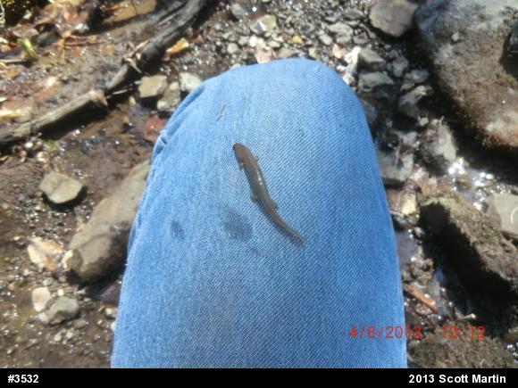 Northern Red Salamander