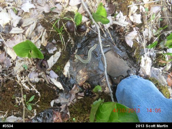 Eastern Gartersnake