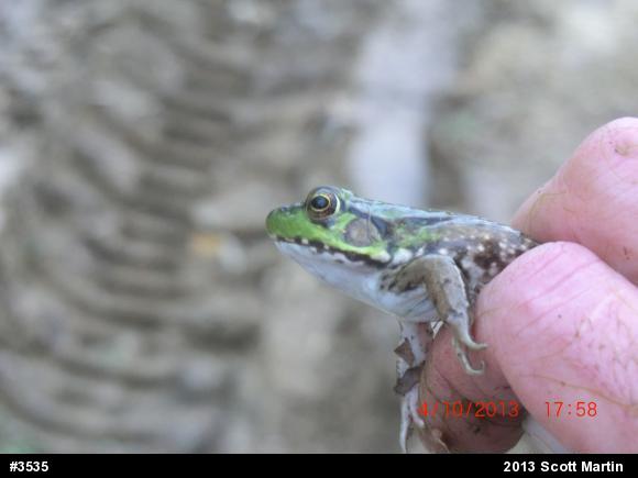 Green Frog