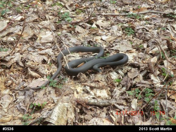 Northern Black Racer