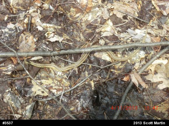 Eastern Gartersnake