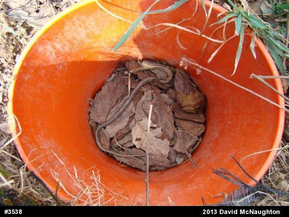 Eastern Gartersnake