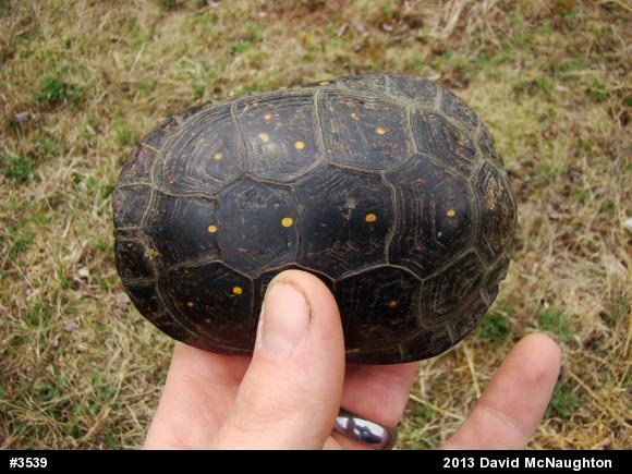 Spotted Turtle