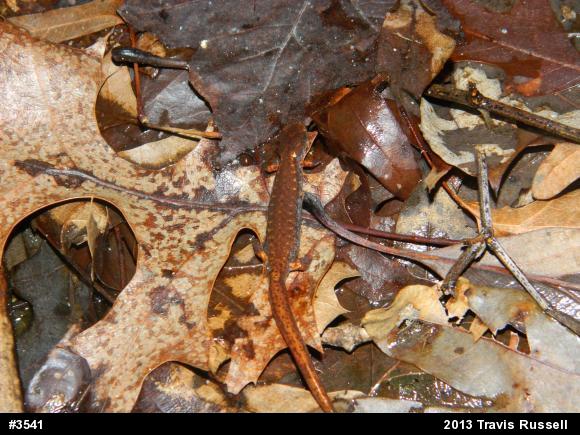 Four-toed Salamander