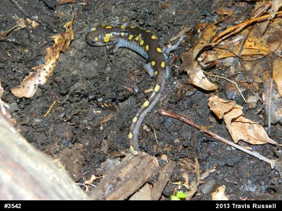 Spotted Salamander