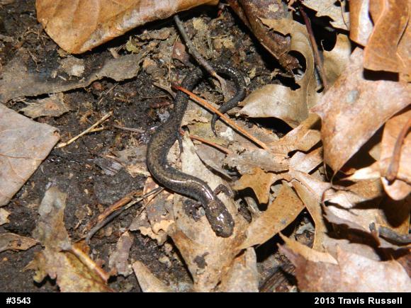 Valley And Ridge Salamander