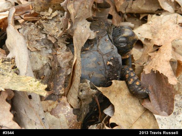 Eastern Box Turtle