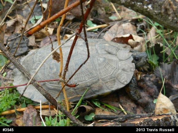 Wood Turtle
