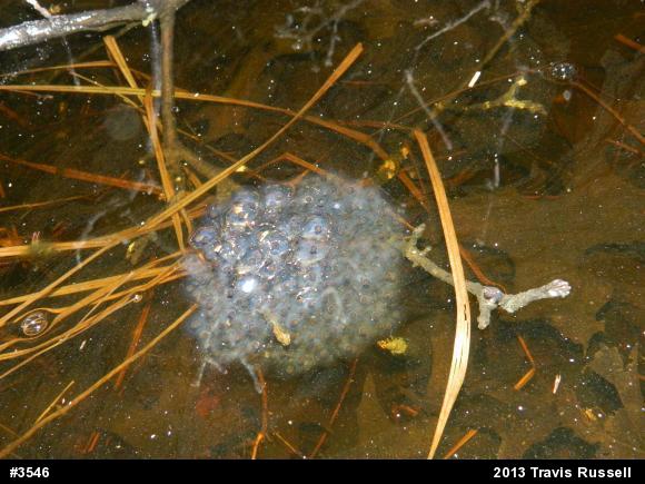 Wood Frog