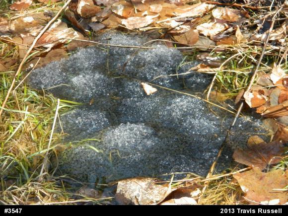 Wood Frog