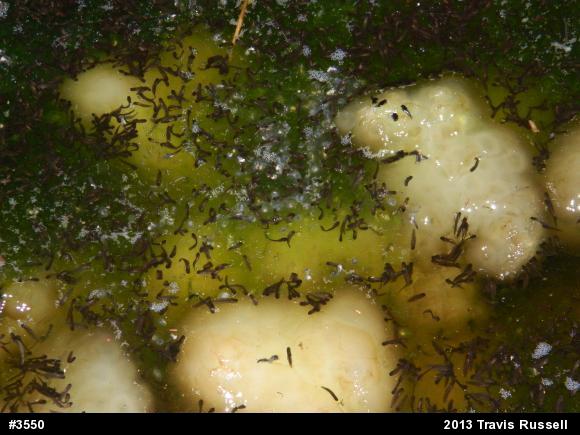 Spotted Salamander
